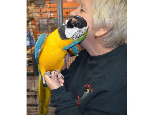 PoulaTo: Μπλε και χρυσό Macaw με το κλουβί